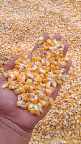 New Lanka Supplier-“Bada Irigu(corn)”