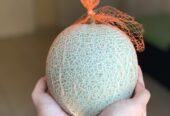 Cantaloupe (Premium Quality)